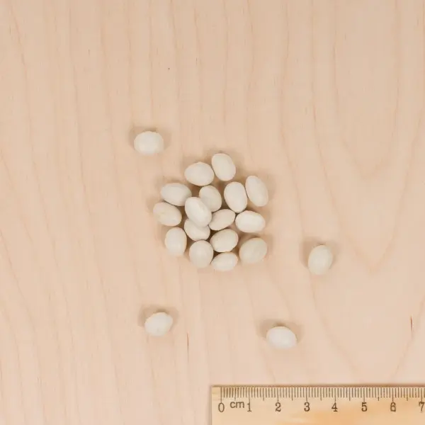 Légumes Secs - Haricot Nain à Ecosser Coco Blanc Précoce  - MEDIA_3D